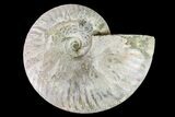 Silver Iridescent Ammonite (Cleoniceras) Fossil - Madagascar #157169-1
